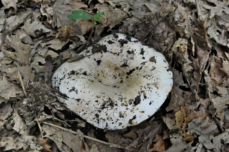 Russula sp. - La prima di stagione